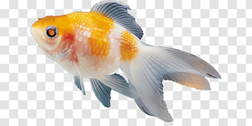 Ornamental Fish Clip Art Transparent PNG