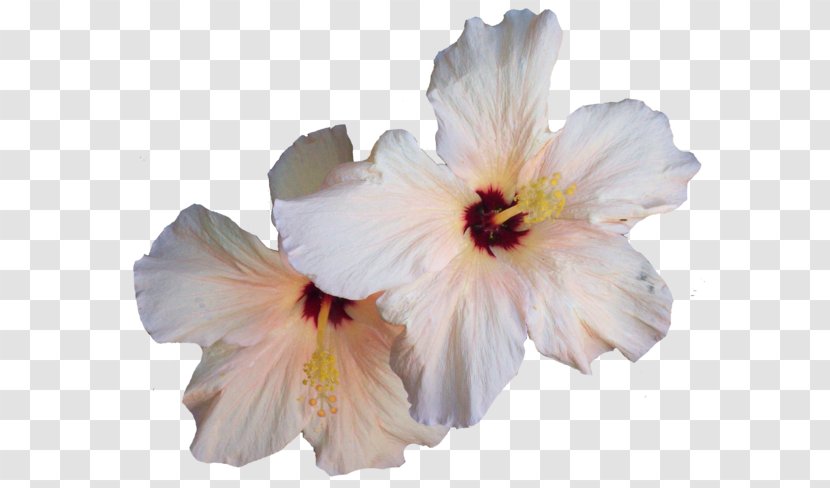 Hibiscus Clip Art - Flowering Plant - Seed Transparent PNG