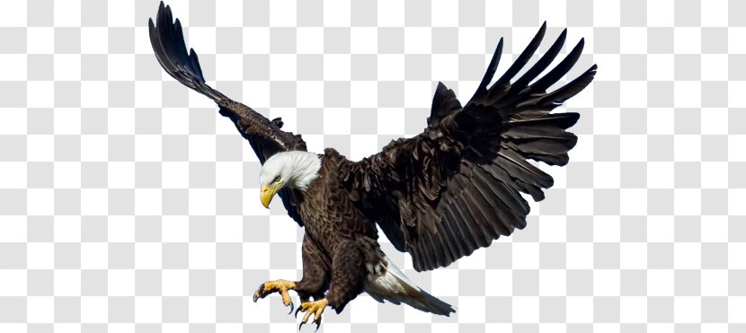 Bald Eagle Clip Art - Beak Transparent PNG