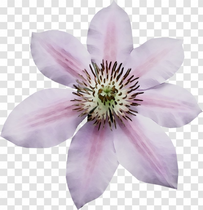 Leather Flower - Wildflower - Plant Transparent PNG