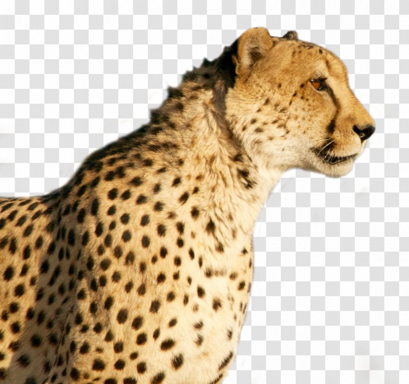 Cheetah Wildcat Tiger - Mammal Transparent PNG