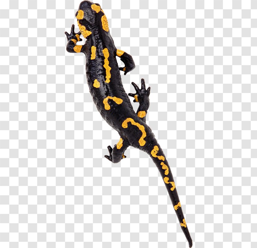 Gecko Lizard Reptile Chameleons - Salamandridae Transparent PNG