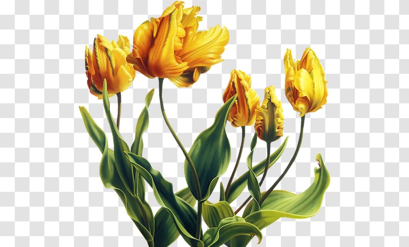 Tulip Flower Yellow Garden Roses - Alstroemeriaceae Transparent PNG