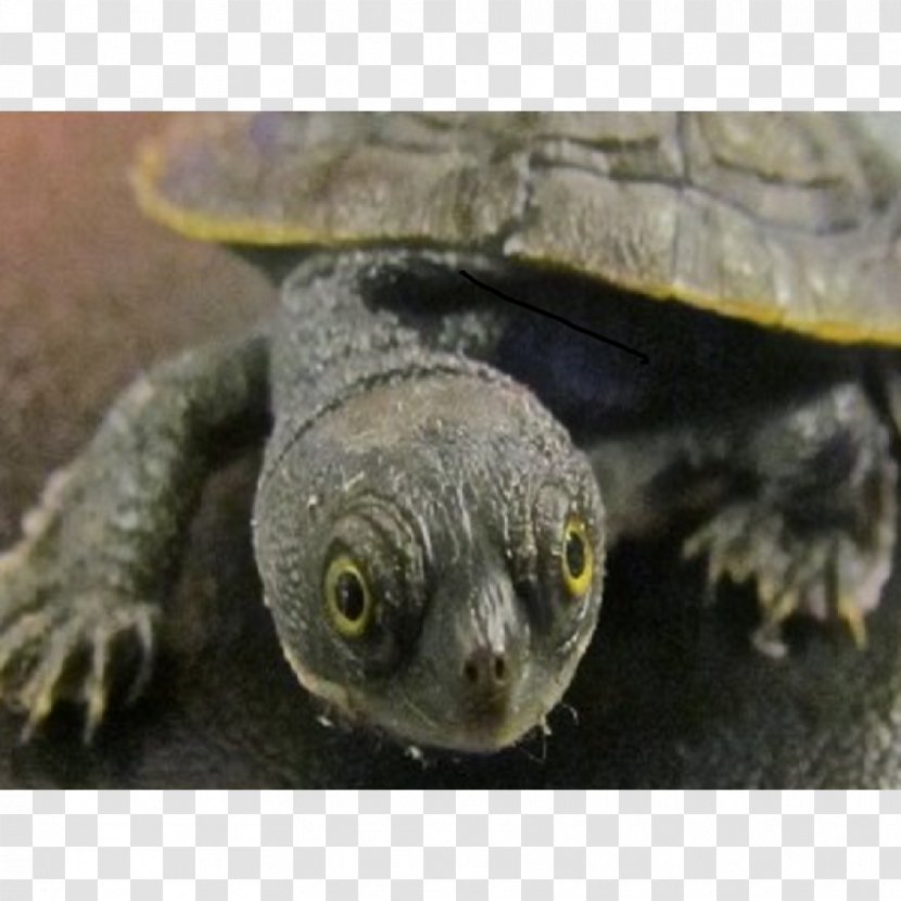 Common Snapping Turtle Box Turtles Tortoise Sea - African Helmeted Transparent PNG