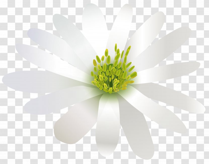 Flower White Three-dimensional Space - Three Dimensional - Transparent Clip Art Image Transparent PNG
