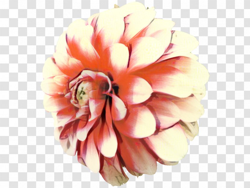 Dahlia Clip Art Chrysanthemum Garden - Flower - Common Daisy Transparent PNG