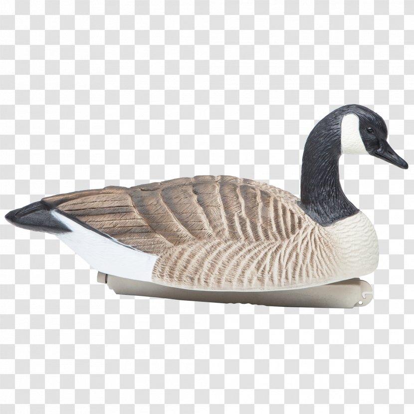 Canada Goose Duck Hunting - Beak Transparent PNG