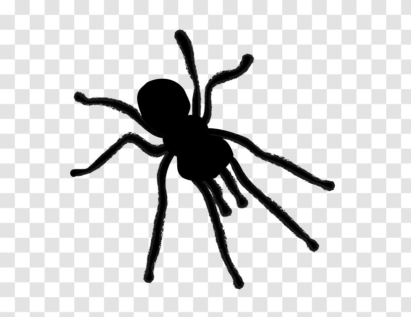 Spider Silhouette Clip Art - Arachnid - Animal Illustration Transparent PNG