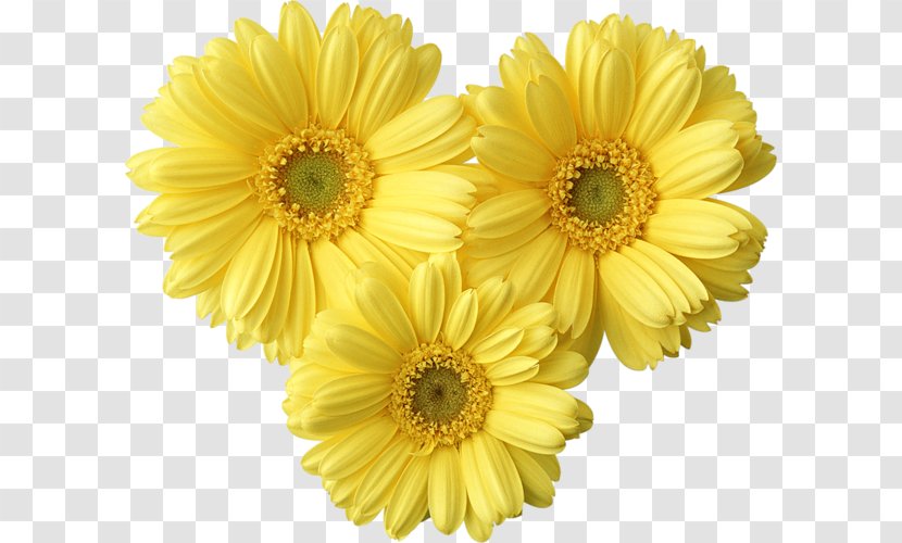 Flower Yellow Common Daisy Clip Art - Chrysanths - Chrysanthemum Transparent PNG