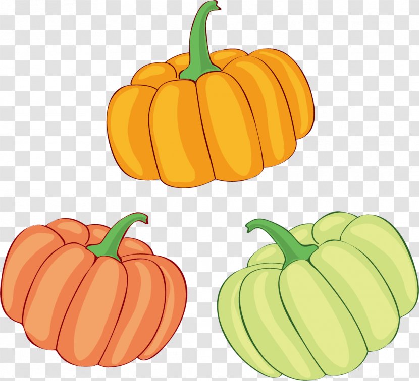 Jack-o'-lantern Pumpkin Illustration Gourd Winter Squash - Decorative Squashes Transparent PNG
