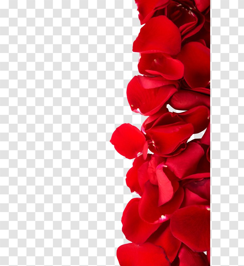 Beach Rose Red Color Dia Dos Namorados Photography - Petal,rose,Valentine's Day,Women's Day Transparent PNG