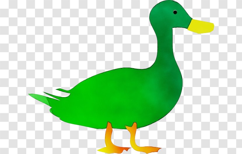 Duck Bird Mallard Ducks, Geese And Swans Water - Ducks - American Black Goose Transparent PNG