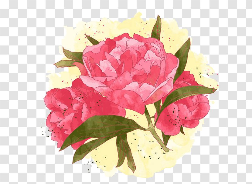 Peony Painting - Rosa Centifolia Transparent PNG