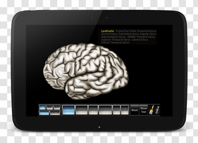 Compton Publishing Brain Multimedia - Flower Transparent PNG
