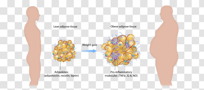 Adipose Tissue Function Obesity Adipocyte Transparent PNG