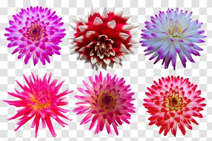 Flower China Aster Pink Plant Petal - Annual Herbaceous Transparent PNG