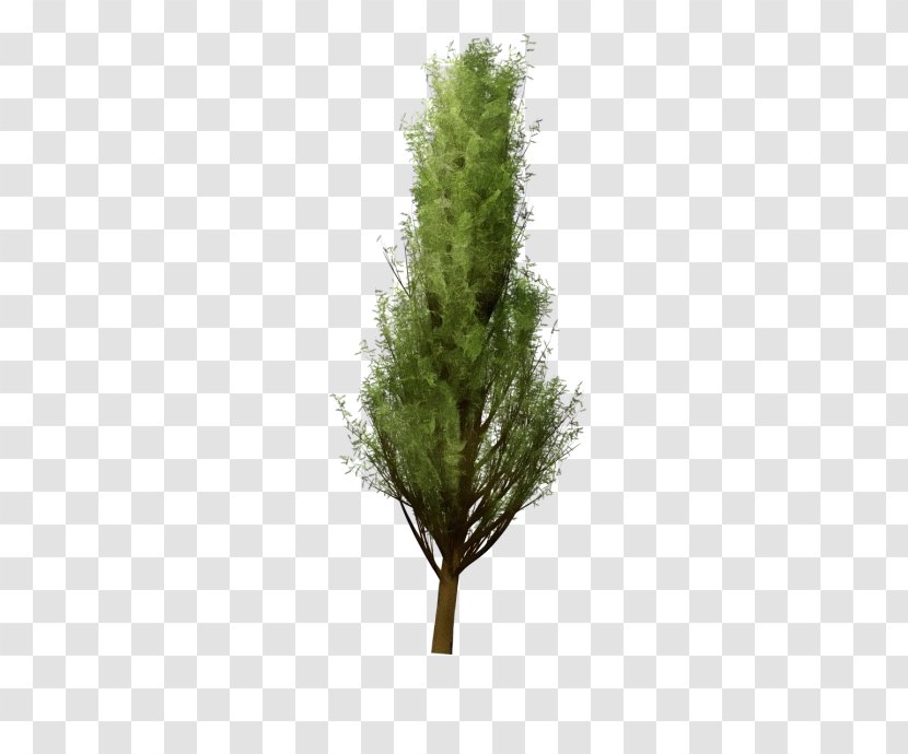 White Pine Tree Plant Lodgepole Red Juniper - American Larch - Woody Thuya Transparent PNG