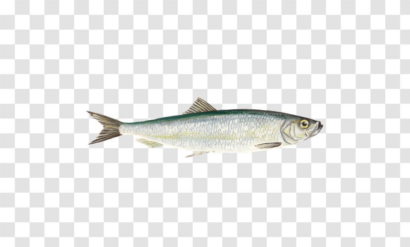 Sardine Hamsa Fish Shop, Baniyas, Abudhabi Products Oily - Seafood Transparent PNG