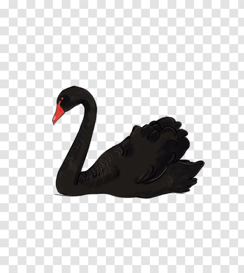 Black Swan Mute Water Bird Goose - Beak - Zq Transparent PNG