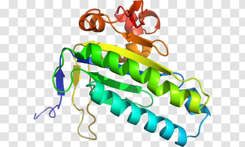 Product Design Clip Art Organism Line - Corticotropinreleasing Hormone Receptor 1 Transparent PNG