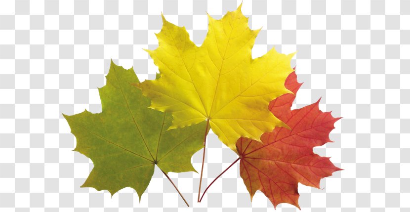 Autumn Leaf Color Leaves Maple - Plane Tree Family Transparent PNG