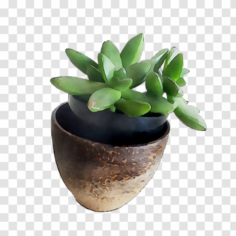 Flowerpot Houseplant Ceramic Transparent PNG