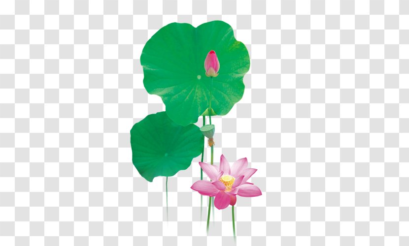Lilium Flower Fleur-de-lis Download - Mallows - Lily Transparent PNG