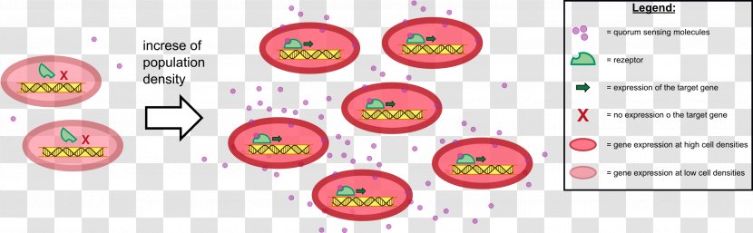 Quorum Sensing Bacteria Secretion - Brand - The Expression Of Transparent PNG