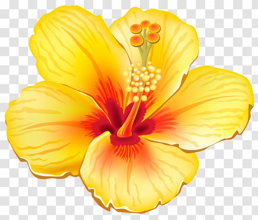 Flower Clip Art - Chinese Hibiscus - Tropical Flowers Cliparts Transparent PNG