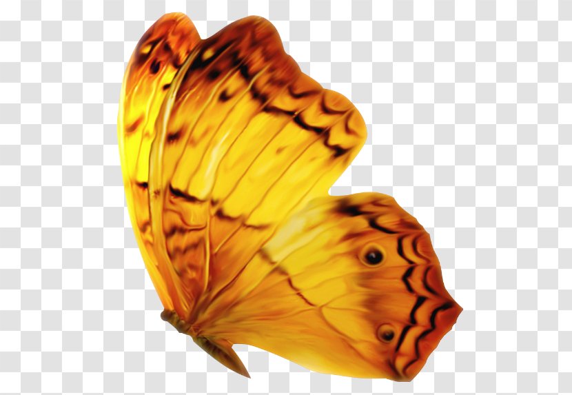 Monarch Butterfly Clip Art - Orange Transparent PNG