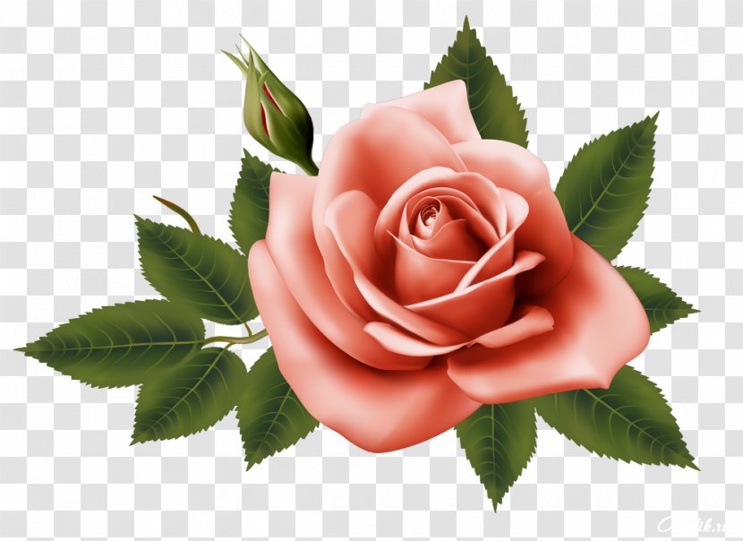 Garden Roses Centifolia Flower - Rose - Beautiful Transparent PNG