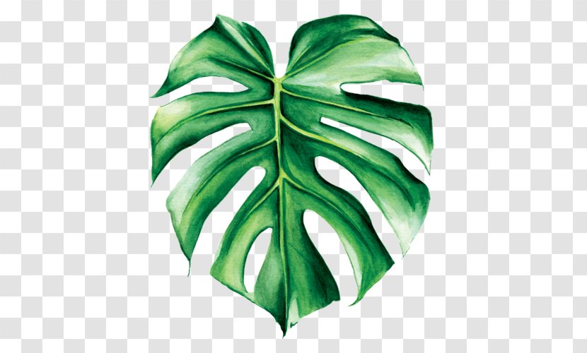 Swiss Cheese Plant Watercolor Painting Leaf Tropics - Art - Banana Leaves Transparent PNG