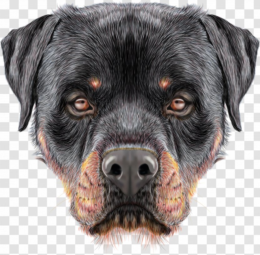 The Rottweiler Puppy Siberian Husky - Royaltyfree Transparent PNG