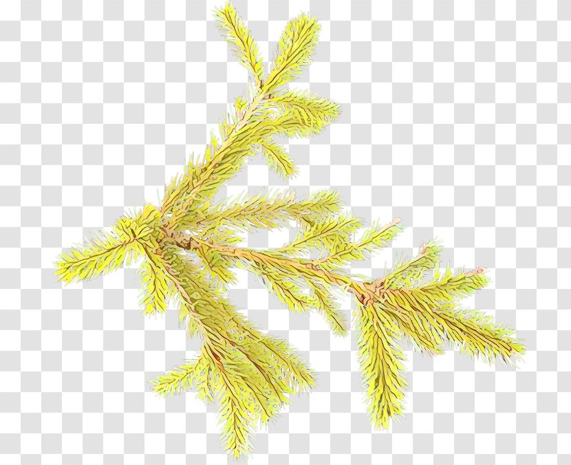 Yellow White Pine Plant American Larch Tree - Cartoon - Family Transparent PNG