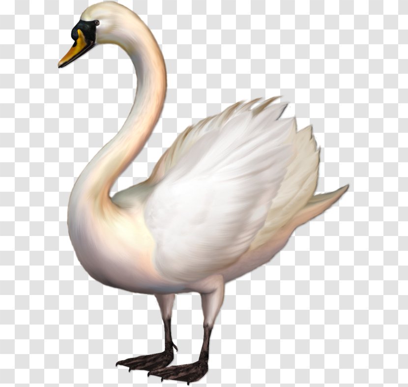 Cygnini Goose Bird Duck Clip Art - Wing Transparent PNG