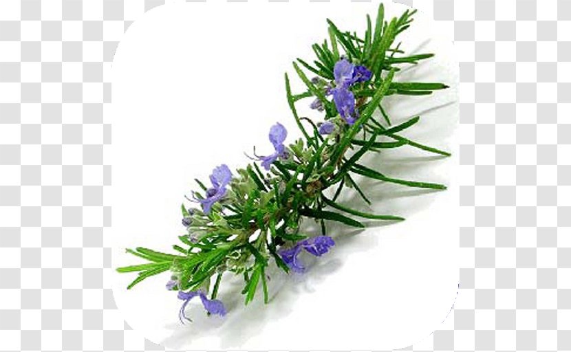 Rosemary Herb Essential Oil Mints Transparent PNG