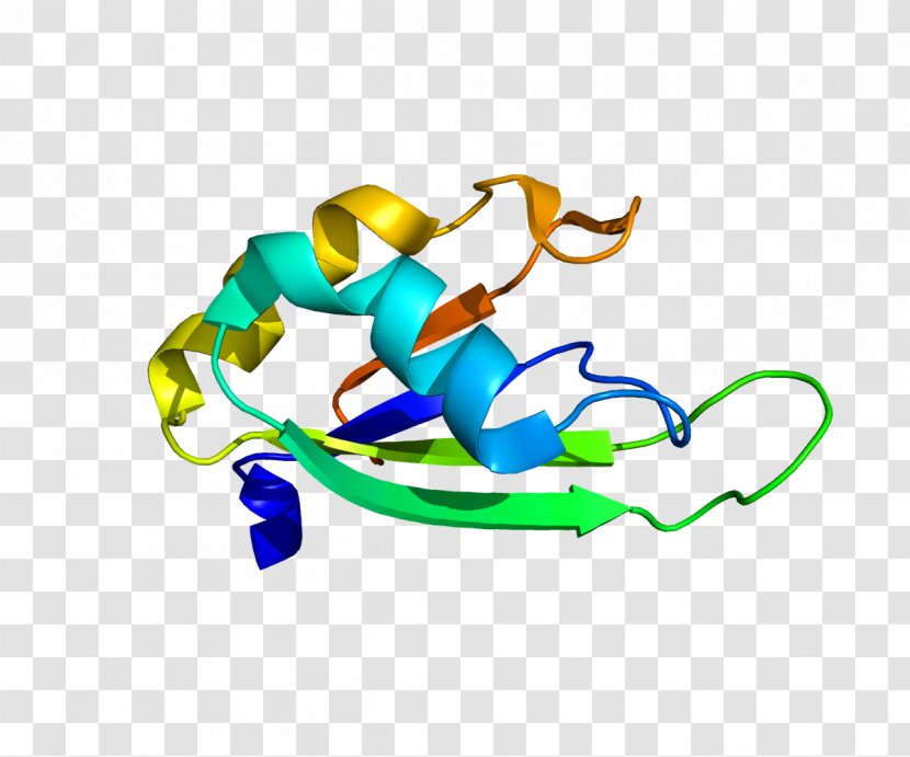 PABPN1 Poly(A)-binding Protein Oculopharyngeal Muscular Dystrophy Polyadenylation - Polyabinding Transparent PNG
