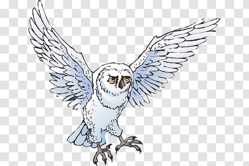 Snowy Owl Drawing Clip Art - Barred - Cute Cliparts Transparent PNG