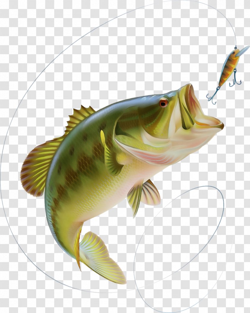 Watercolor Drawing - Perch - Bonyfish Cichla Transparent PNG