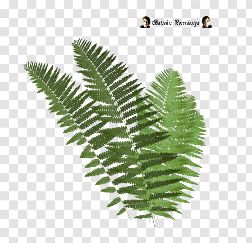Tree Fern Leaf Clip Art - Frond Transparent PNG