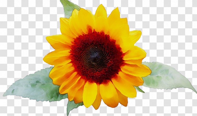 Common Sunflower Seed Clip Art Image - Artificial Flower - Asterales Transparent PNG
