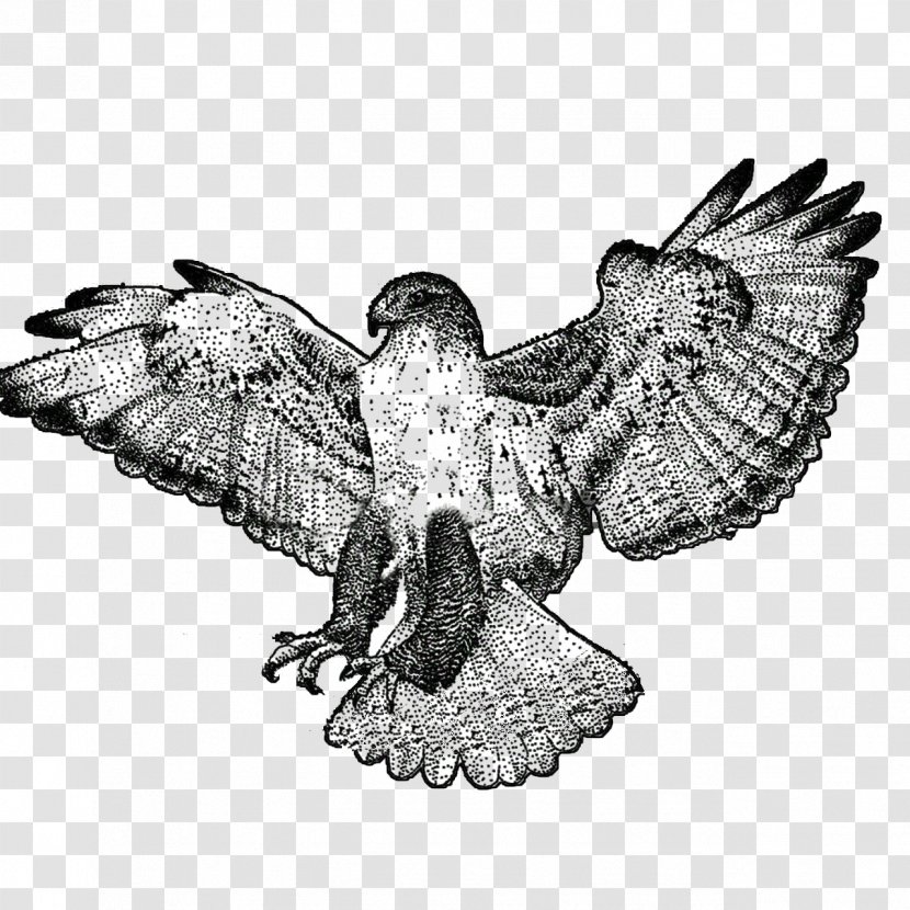 Football Cartoon - Falconiformes - Sea Eagle Beak Transparent PNG