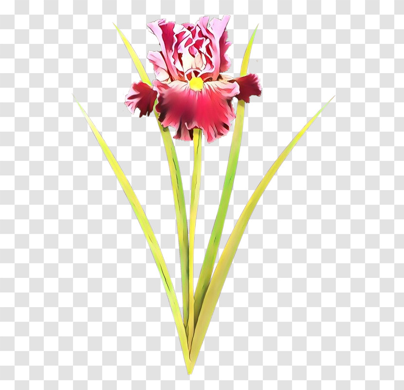 Flower Cut Flowers Plant Pink Petal Transparent PNG