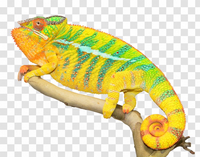 Panther Chameleon Lizard Ambilobe Reptile - Photos Transparent PNG