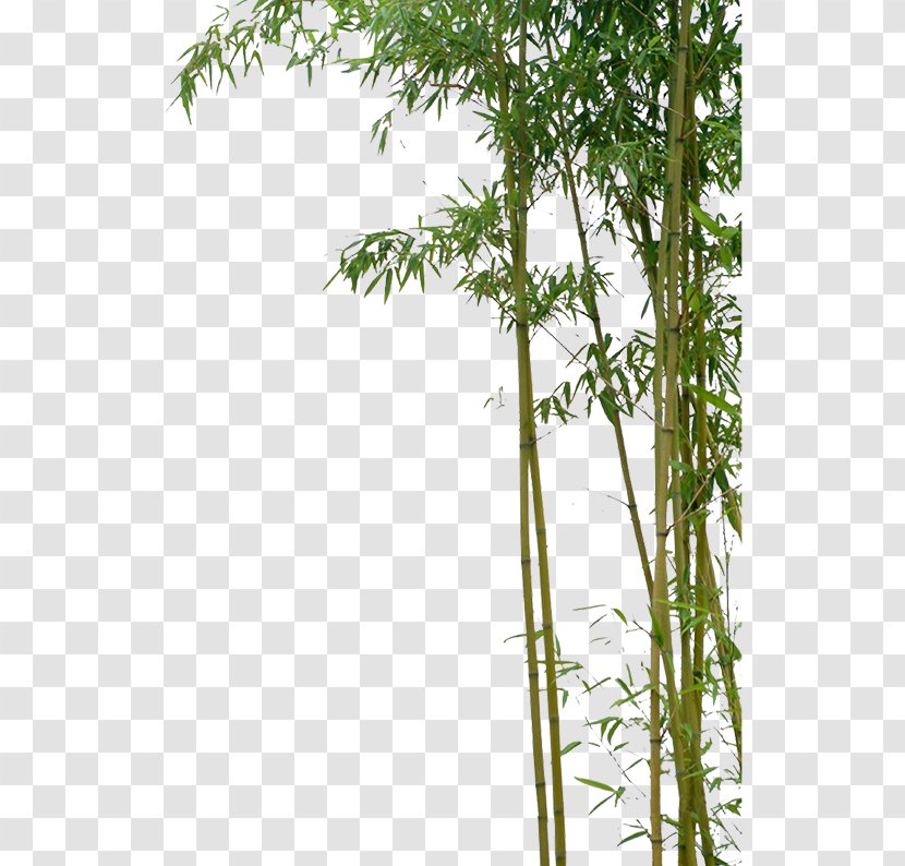 Bamboo Bambusa Oldhamii Green - Branch Transparent PNG