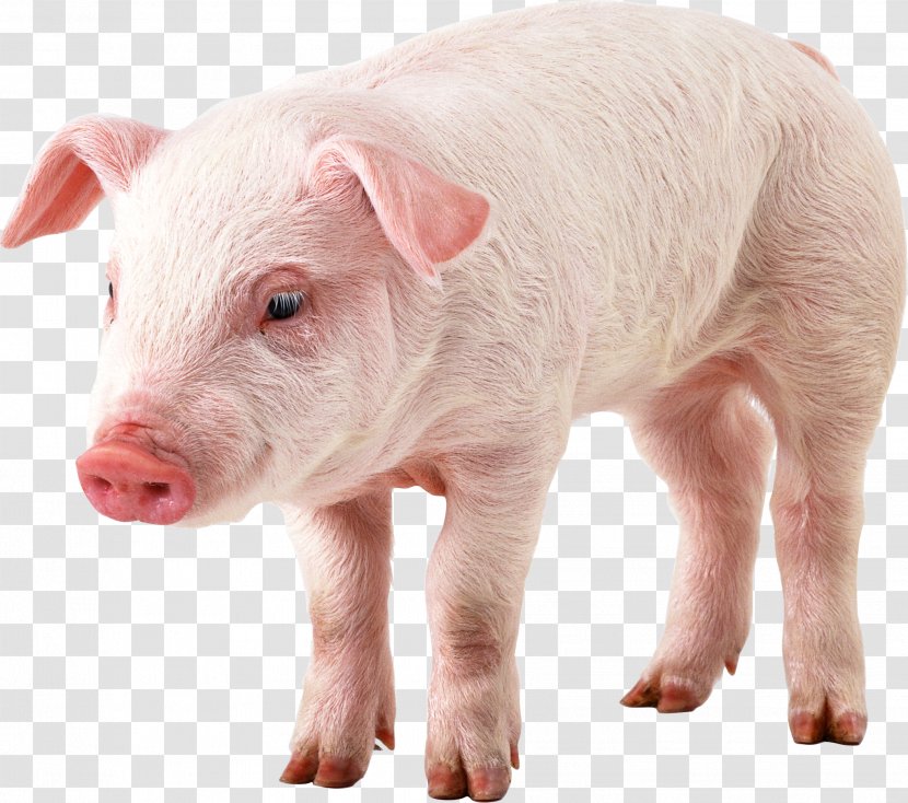 Domestic Pig Clip Art - Wild Boar - Image Transparent PNG