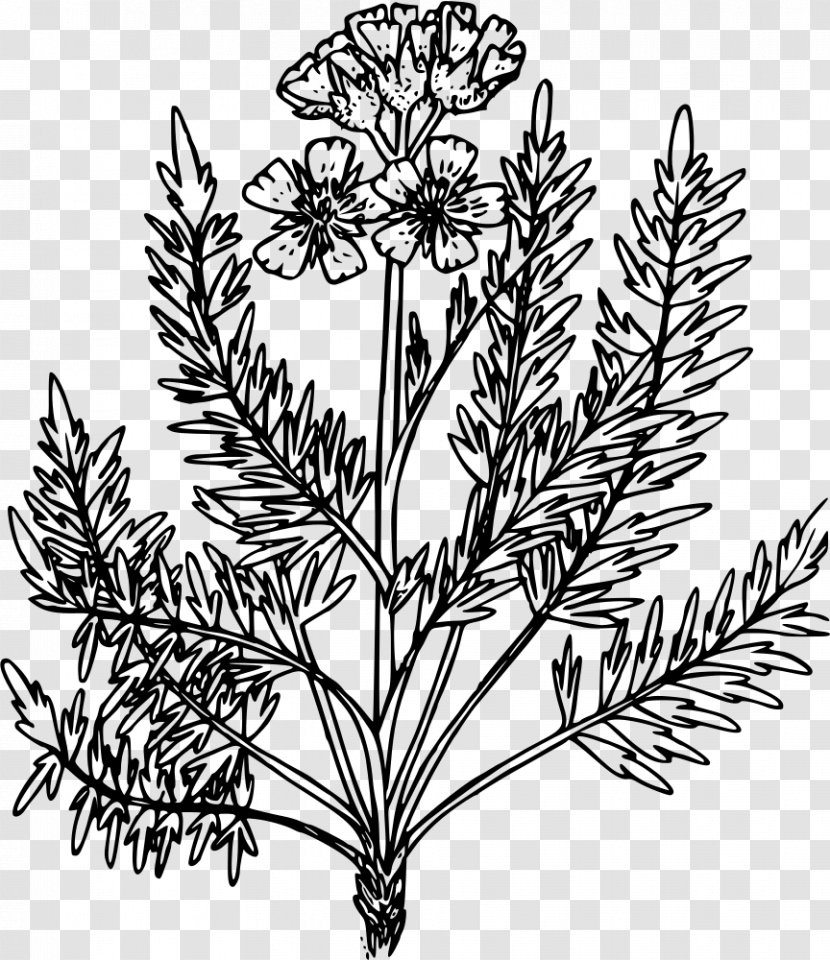 Weed Leaf Coloring Book - Flower - Biopharmaceutical Color Pages Transparent PNG
