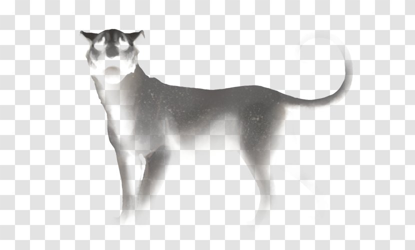 Whiskers Cat Dog Breed - Skill Transparent PNG