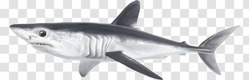 Tiger Shark Porbeagle Galeomorphii Serratolamna Squalicorax - Lamniformes - Requiem Transparent PNG
