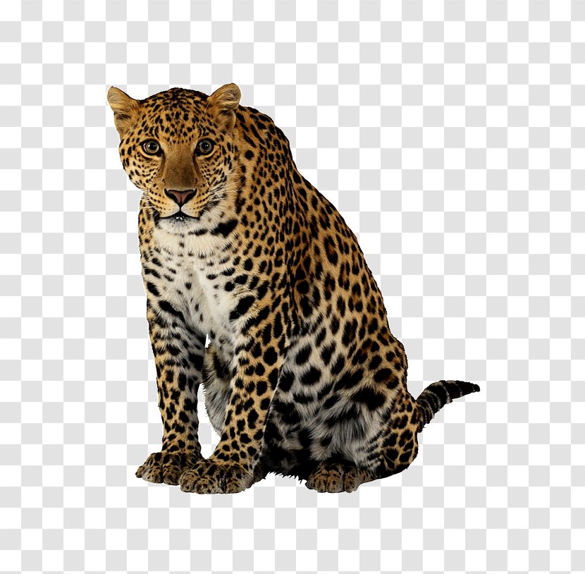 Cheetah Leopard Lion Felidae - Big Cat Transparent PNG